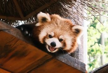 都江堰小熊猫森林一日游  1单=1车 |  可与小熊猫互动【非常适合情侣游 | 亲子游】