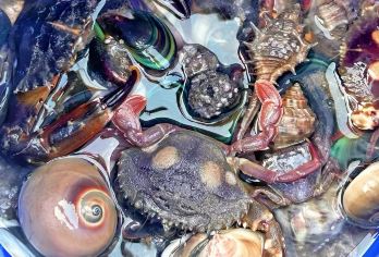 万宁神州半岛资深向导带队赶海 经验技巧+装备 拉网捕鱼【赶海行程是一个累并快乐的过程 无法保证收获哈】