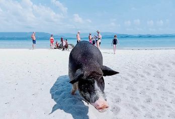 苏梅岛丹岛猪岛暮色岛出海浮潜半日游 海上派对 粉海豚发现之旅【猪岛与萌猪亲密互动】