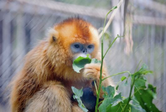 秦岭四宝科学公园+秦岭野生动物园一日游【赏雪景打卡网红七仔】【与网红七仔棕色大熊猫亲密接触】