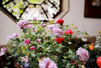 【优质小团◆纯玩】苏州拙政园+寒山寺+虎丘+山塘街一日游【纯玩无购物，苏州古城区免费上门接 观前街或火车站附近可以接 2人起接，节假日不接站请自行前往集合点】