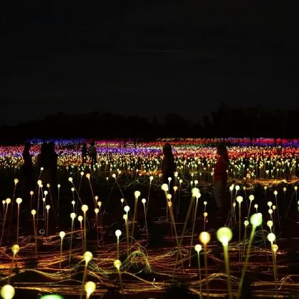 北领地乌鲁鲁Field of Light原野星光展 酒店接送