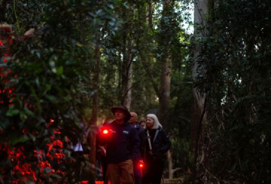 黄金海岸萤火虫夜游【天宝林山丨可选英文团含美食丨春溪替代】【[经典行程]雨林夜游探秘，蓝光萤火虫观赏之旅，有机会观星】