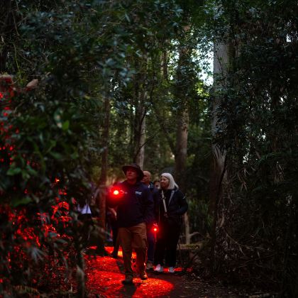 黄金海岸萤火虫夜游【天宝林山丨可选英文团含美食丨春溪替代】