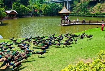 原始森林公园+曼掌村一日游【9点出发+6人小团+轻奢纯玩】【[缤纷景点] 观赏数百只孔雀放飞，体验西双版纳异域民族风情；】