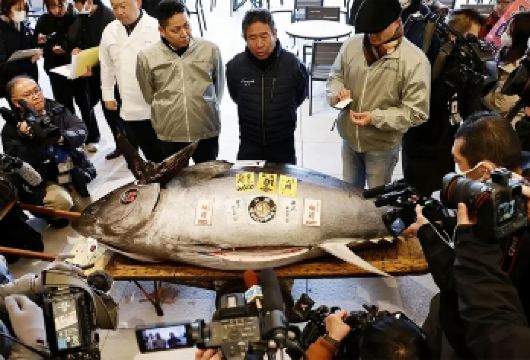 日本东京丰洲市场+筑地市场：金枪鱼拍卖&海鲜早餐体验之旅【潜入东京的鲜味清晨，从金枪鱼拍卖到筑地市井烟火】