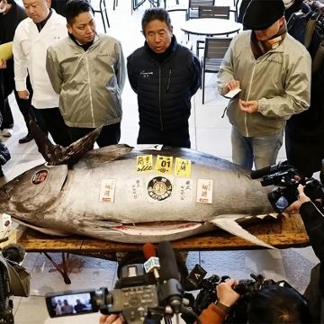 日本东京丰洲市场+筑地市场·金枪鱼拍卖·海鲜早餐体验之旅