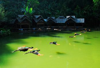 原始森林公园+野象谷一日游【精品导游|寻踪野象谷|孔雀放飞】【不打卡不走马观花，让旅行重回温度；】