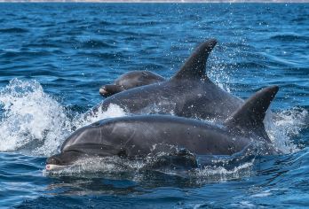 阿曼马斯喀特港一日游【游艇出海追海豚/浮潜/日落巡航之旅】【体验追逐野生海豚群，近距离观赏到海豚跃出海面的自然生态景观】