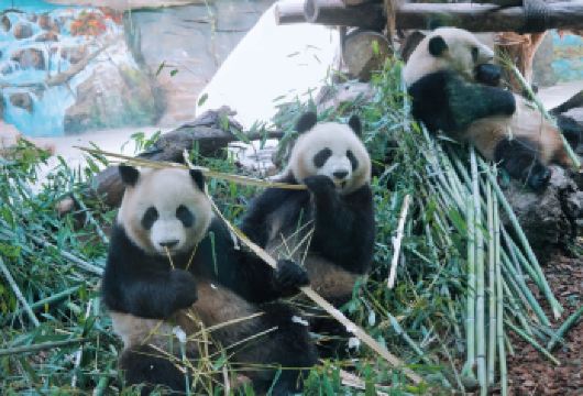 海口骑楼老街+火山口地质公园+海南热带野生动植物园一日包车游【中国很大的骑楼建筑群+国内保存很好的休眠火山口+海南热带动植物园】