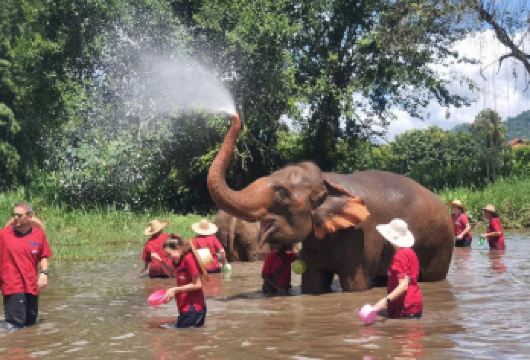 清迈RanTong大象保护中心一日游【接送+英文向导】【老牌大象营：拥有不错的口碑，在这里没有骑大象、大象表演等项目，人与大象和谐相处】