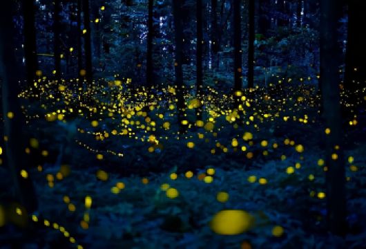 中科院植物园日游西区+夜游【专业导游·赠送研学证书·无购物】【[优选看点]不负夏日好时光，来场浪漫邂逅，“乌兰魅影”之夜赏萤火虫】