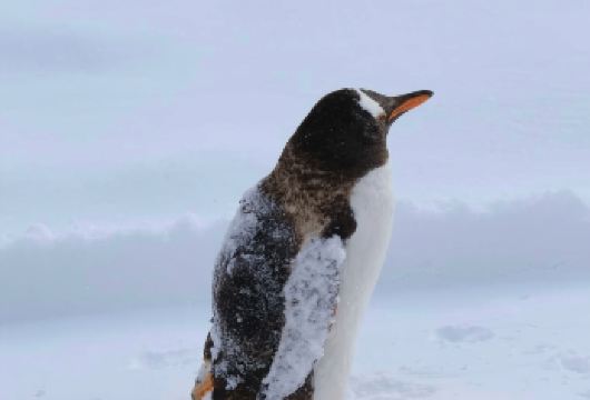 【9人团】白须瀑布+美瑛圣诞之树+森林精灵阳台1日游【一天打卡4个经典景点，领略小动物们的独特魅力，邂逅美瑛网红树】