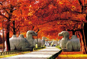 钟山风景名胜区一日活动 小包团多线路 中高级资深导游深度讲解【钟山日游 | 穿越钟山风景区】