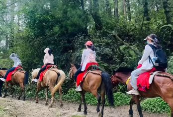 丽江拉市海湿地公园+拉市海茶马古道+千古情一日游【骑马划船】【[优质交通]环丽江古城、束河古镇免费上门接送；每天9:00-12:00滚动发车，随订随走。】