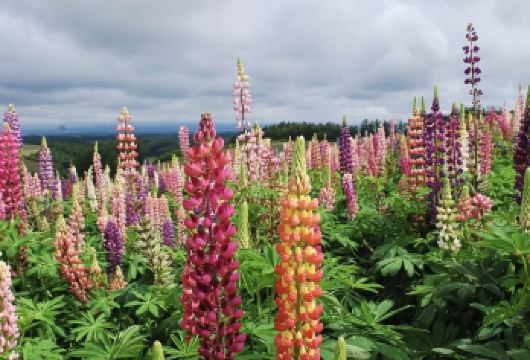 日本美瑛神社-青池-白须瀑布-森林精灵阳台【北海道中文专车】【中文专车出行，景点灵活调整，打卡经典，游玩自己定义，无需等待，专属贴心服务，尽享惬意旅程】