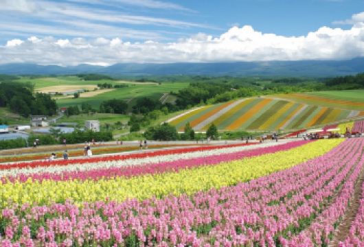 日本北海道富良野一日游/行程可调-可定制多日游【精选热门景点，高效游玩不走回头路，深度了解文化内涵，贴心服务保障，轻松享受旅程，性价比超高的旅行。】
