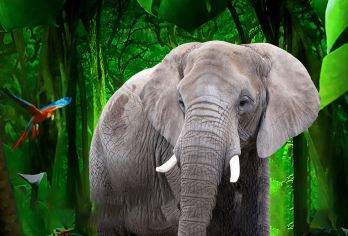 野象谷+原始森林公园一日游【纯玩团无购物+寻野象+孔雀放飞】【轻奢纯玩，近距离大象接触，探秘野象踪迹，邂逅孔雀放飞，告别传统，不一样的线路走法！】