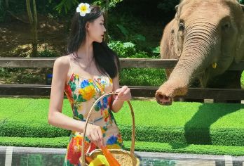 云南西双版纳野象谷+曼远村一日游【酒店接送+傣家村寨】【省心，省时，酒店接送安心出游不迷路。充足的游览时间，更注重客人体验和游览时间，让旅行重回温度；】