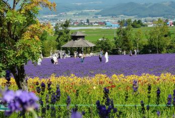 日本北海道-札幌往返-美瑛-富良野-旭川-红叶/冬季必打卡【专业行程定制，精选热门景点，高效游玩不走回头路，贴心服务保障，轻松】
