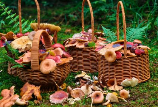 西双版纳捡菌子摘野果挖野菜+轻徒步+哈尼族文化+告庄一日游【原生态探索体验，踩着松软落叶寻找藏匿于树根，感受 “丛林猎人” 般的探索乐趣；】