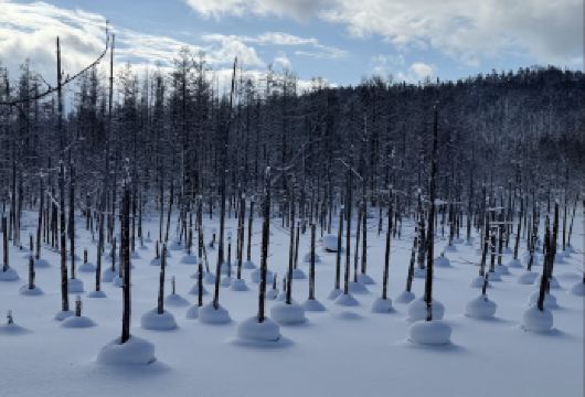 日本北海道札幌-四季彩之丘-青池可定制【中文专车-悦享旅途】【中文专车出行，景点灵活调整，打卡经典，游玩自己定义，无需等待，专属贴心服务，尽享惬意旅程】