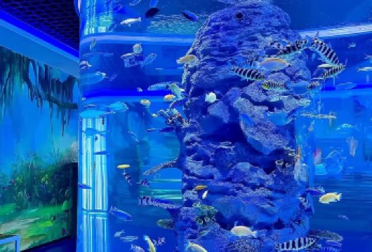 小梅沙海洋世界+中英街+大梅沙+盐田海滨栈道一日游@深蓝奇观【私家小团丨小众玩法丨独立包车丨车型可选丨优选行程丨管家服务丨上门接送】