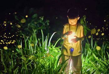 中国科学院西双版纳热带植物园一日游【酒店接送+夜游萤火星空】【打卡版纳5A景区，探索植物绞杀的魅力，13700多种热带精灵亲密接触，探秘萤火虫，赏乌兰魅影；】