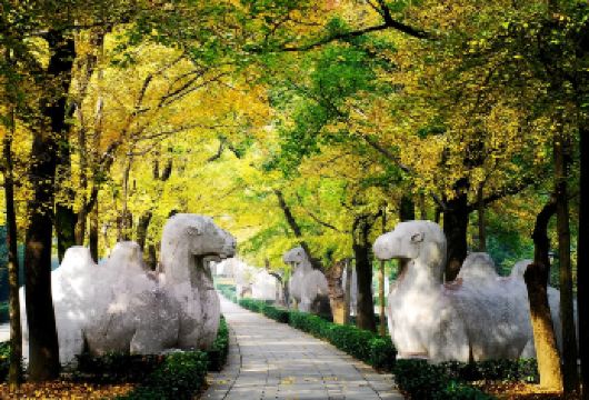 【私家团·明朝梦华】明孝陵/大报恩寺/中华门明城墙一日含车导【一单一团，独立成团，精选景点，专职导游讲解，含门票及用车】