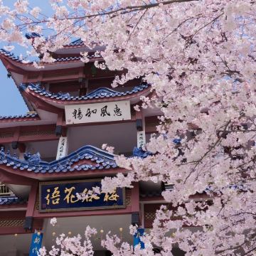 无锡灵山大佛+鼋头渚一日游【赏樱追鸥&纯玩含门票&赠冰箱贴】