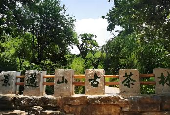 云南普洱澜沧景迈山茶林文化+糯干古寨+翁基古寨+芒景村一日游【[品质保障]独立包车，全程只为您服务不论您多少人，司机、用车全程都是为您服务】