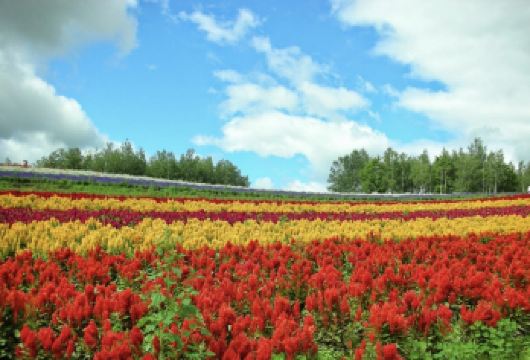 日本富良野-美瑛神社-四季彩之丘-青池【北海道中文专车】【中文专车出行，景点灵活调整，打卡经典，游玩自己定义，无需等待，专属贴心服务，尽享惬意旅程】