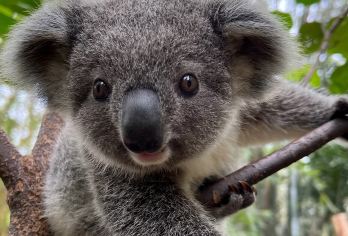 广州长隆野生动物世界畅游一日游【探访500多种珍稀野生动物，国宝动物汇集。】