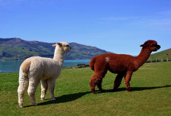 大连旅顺潜艇博物馆+三寰牧场+日俄监狱一日活动【一家一团】【[经典景区]覆盖旅顺三寰牧场、潜艇博物馆、日俄监狱等景区】