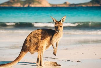 南澳大利亚袋鼠岛英文一日游 神奇岩石期间拱门等阿德莱德出发【经典精华线路——没有栅栏的动物园。海豹湾，动物园，旗舰拱门，神奇岩石等经典地标全部打卡】