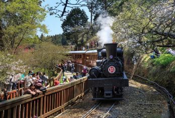 嘉义：阿里山一日游（台中/嘉义/高雄出发）【高雄出发/2人起订/包车畅游阿里山，穿梭山林仙境，体验高山风情，您的高性价比之选】