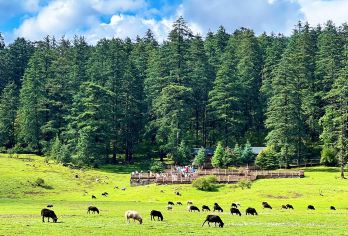 丽江云杉坪索道+印象丽江【代预约索道票+雪厨午餐+高原三宝】【亮点①：可代约云杉坪索道票，印象丽江演出，下单前一定一定咨询客服后再下单！】