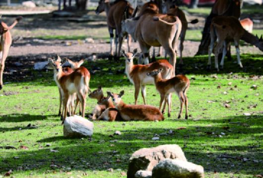 西安出发：西安城墙+碑林博物馆+秦岭野生动物园一日【私家团】【私家小团丨小众玩法丨纯玩无购丨独立包车丨行程可调丨随停随走丨时间自由丨上门接送】