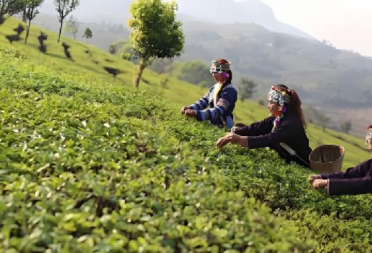 【一单一团不拼车】云南西双版纳曼丢古寨+南糯山一日游【[缤纷景点]深入茶园，做一日采茶人。南糯山因茶而盛，同时也可以品尝到正宗的哈族美食和购买到特色手工艺】