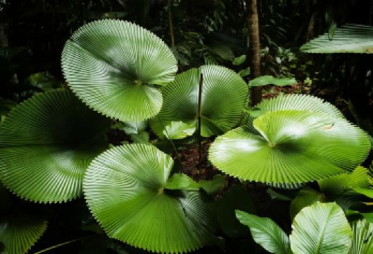 【新加坡深度一日游】鱼尾狮公园+新加坡美术馆+牛车水+植物园【包车成团，畅游赤道明珠，体验魅力南洋】