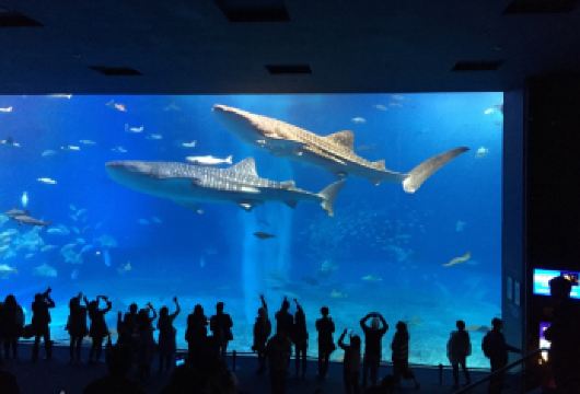 万座毛+古宇利岛+冲绳美丽海水族馆一日游【冲绳北部】【热门主题景点一日游，美丽海水族馆4小时，轻松度过在冲绳的难忘之旅】