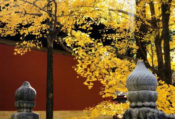 北京西山国家森林公园+大觉寺包车一日游【上门接送/时间自由】【北京初秋好风景精选景区：北京西山森林公园+敕建大觉禅寺】