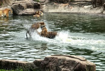 东北虎林园+冰雪大世界【下午场私家团*不限时间畅玩】【私密出行尽享轻奢体验，非传统意义司机兼向导-多为友善的当地人，用对待朋友的方式带你玩遍冰雪之都】