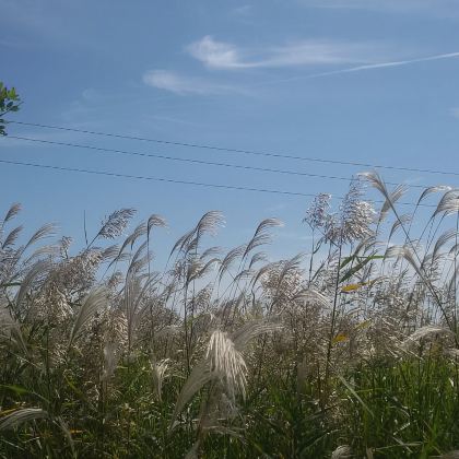 黄河口国家公园纯玩一日游【自驾│专车进景区│精讲│预约船票】