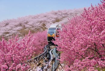 早鸟 2026韩国赏樱限定 | 和谈林 一日游 | 首尔出发【沉浸在和谈林的红红的樱花美景中悠闲地漫步在花园的小径上，欣赏鲜艳的色彩和芬芳的花朵】