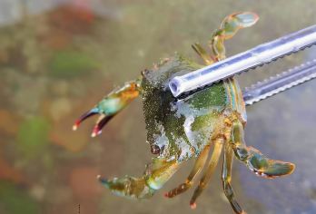 【三亚后海赶海】套餐含：教练培训、带队｜赶海装备｜【五年专业海事教练带队】