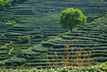 杭州九溪十八涧一日游【西湖名胜 徒步十里琅珰，龙井村精华段】【[入门选择]线路丰富多彩，风景与人文景观俱佳，是户外和休闲爱好者都能参与的入门线路。】