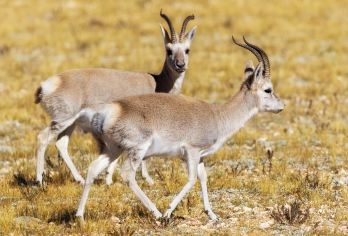 【赠氧气瓶】可可西里+昆仑山口+无极龙凤宫+玉珠峰冰川一日游【1.纯玩无购物/游玩自由/消费透明】