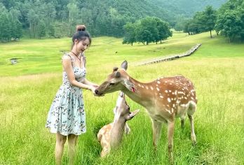 【6人内纯玩小团】伊春九峰山+金山鹿苑一日游【纯玩小团，往返专业接送， 可独立团多款车型选择】