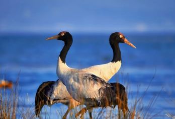 香格里拉+无底湖+稻城亚丁一日游包车【香稻公路香格里拉出发稻城亚丁一日游纯玩包车】